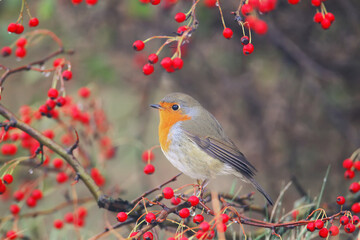 European robin (Erithacus rubecula) sits on a branch of a hawthorn bush surrounded by bright red berries - 401959184
