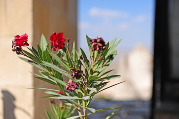 Beautiful wild flower with cappadocia village on background