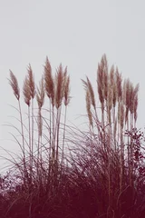 Foto op Plexiglas Bordeaux witte planten in de natuur in het herfstseizoen