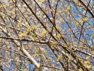 (Cornus mas) Cornelian cherry dogwood or european cornel with beautiful effect of spring yellow blossoms on brown branches with attractive bark under a blue sky