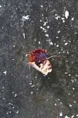 Autumn leaf covered with snow lies on the frozen ice