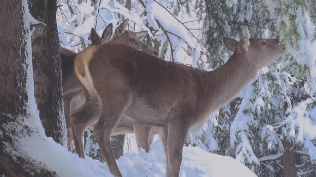 the behavior of deers looking for food in the snowy forests during the winter