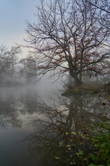 Foggy Morning Landscape and water