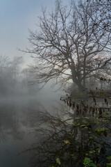 Foggy Morning Landscape and water