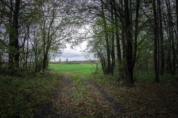 Fototapeta premium Exit from the forest with a view of the green field