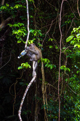 Monkey playing with bottle in National Park in Penang island, Malaysia, Asia