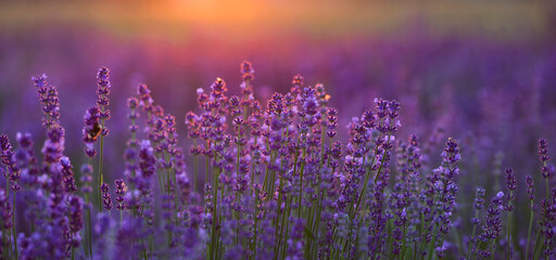 Pink lavender flowers during sunset
