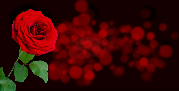 Rote Rose vor schönem rotem Bokeh © stockpics