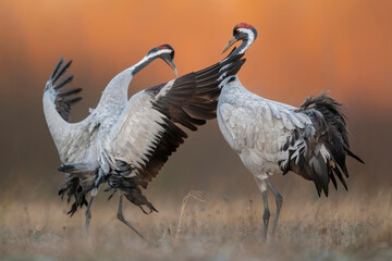 Common crane ( Grus grus ) pair mating