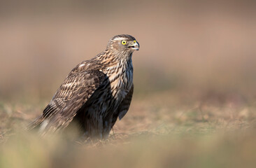 Northern goshawk ( Accipiter gentilis ) close up - young one