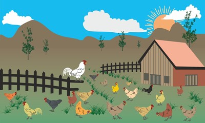 Free range chicken farm. Morning sunrise, A rooster and chickens graze on the green grass. For farms that produce organic eggs. Natural egg production farm, Chickens of various colors