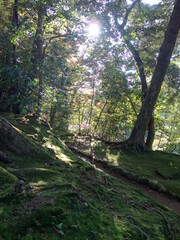 木漏れ日の射す苔庭