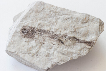 Fossilized fish on white background
