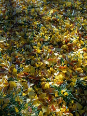 兼六園の紅葉
