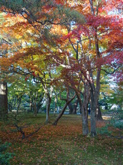 兼六園の紅葉