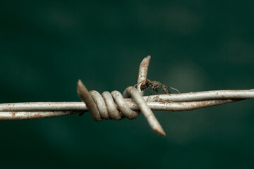 Ant walking on barbed wire on green background