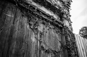 Fototapeta na wymiar Building with vines