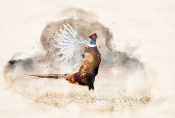 Ringneck Pheasant (Phasianus colchicus) male - watercolor art