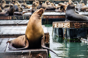 Fototapeta premium Sea Lion enjoying the heat of the sun at Pier 39 in San Francisco
