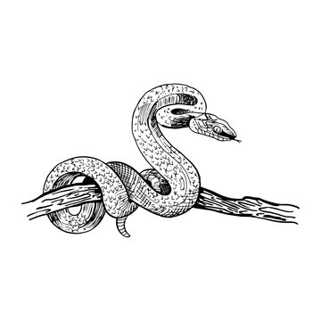 Snake on a tree branch. Hand-drawn snake in sketch style. Vector illustration isolated on white.