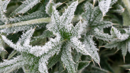 frost covered branches