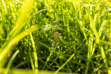 Banded garden spider weaving a web in the green grass in the sun