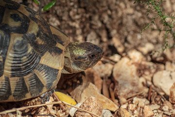 Croatian tortoise hiding behing an olive tree.