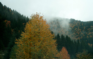 These trees, which grow on top of one of the high mountains in Bolu, have a very impressive appearance. This photo taken by a drone