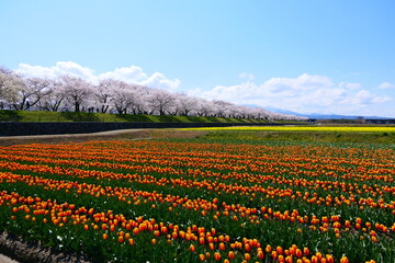 日本の春。舟川べり春の四重奏。朝日、富山、日本。４月中旬。