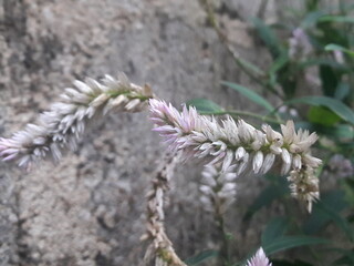 Bush plant with flowers