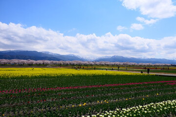 Fototapeta na wymiar 日本の春。舟川べり春の四重奏。朝日、富山、日本。４月中旬。