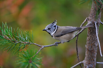 Haubenmeise ( Lophophanes cristatus,  Parus cristatus ) in Schweden