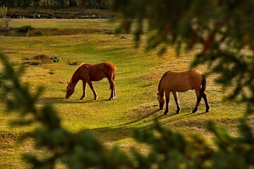 Russia. Gorny Altai. Domestic horses graze peacefully in the autumn pasture in the mountain valleys...