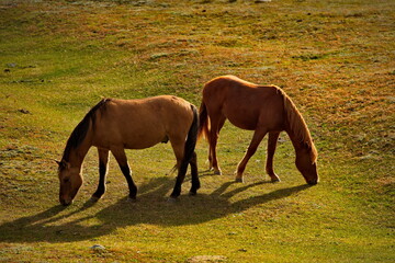 Obraz premium Russia. Gorny Altai. Domestic horses graze peacefully in the autumn pasture in the mountain valleys of the Ursul river.