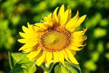 Beautiful blooming sunflower on a background field of sunflowers.Sunflowers have abundant health benefits. Sunflower oil improves skin health and promote cell regeneration.Selective focus