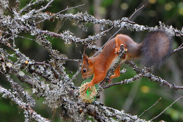 Eichhörnchen  im Herbst in Schweden