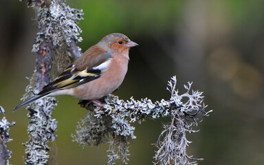 Buchfink Männchen (Fringilla coelebs) in Schweden
