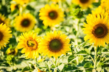 Beautiful blooming sunflower on a background field of sunflowers.Sunflowers have abundant health benefits. Sunflower oil improves skin health and promote cell regeneration.Selective focus