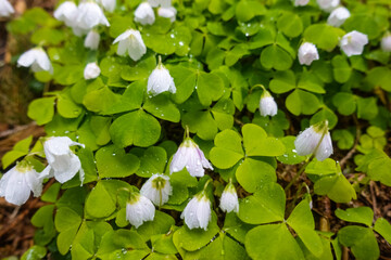 many white blossoms from a sour clover in the forest