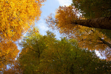 Fototapeta premium The sky is clearly visible in this photo, where the tops of the autumn trees in Bolu Yedigoller are seen.