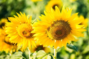 Obraz premium Beautiful blooming sunflower on a background field of sunflowers.Sunflowers have abundant health benefits. Sunflower oil improves skin health and promote cell regeneration.Selective focus