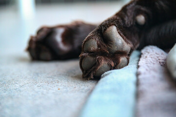 Pfötchenpflege Pfotenpflege für den Hund 