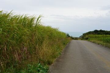 南の島のサトウキビ畑と長閑な風景