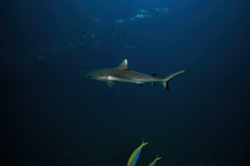 Obraz premium Whitetip reef shark Maldives