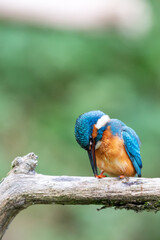 Eurasian kingfisher (Alcedo atthis) cleaning his feet on his perch in autumn.