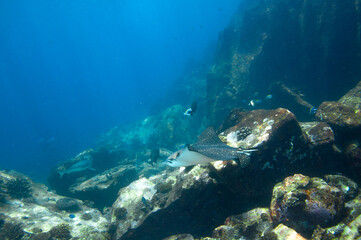 Fototapeta na wymiar Whitespotted Eagle Ray (Aetobatus ocellatus) swimming between the reef rocks