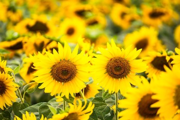 Beautiful blooming sunflower on a background field of sunflowers.Sunflowers have abundant health benefits. Sunflower oil improves skin health and promote cell regeneration.Selective focus