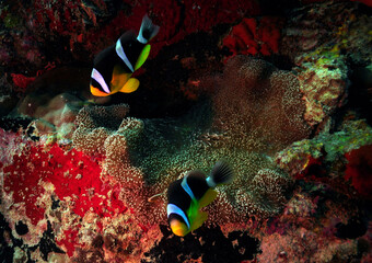 Fototapeta na wymiar Two Seychelles Anemonefish (Amphiprion fuscocaudatus) snuggles in its protective anemone
