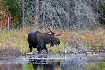 Bull Moose with huge antlers Alces alces grazing in a pond in Algonquin Park, Canada in autumn