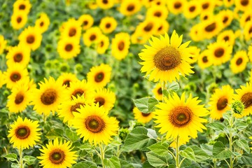 Obraz premium Beautiful blooming sunflower on a background field of sunflowers.Sunflowers have abundant health benefits. Sunflower oil improves skin health and promote cell regeneration.Selective focus